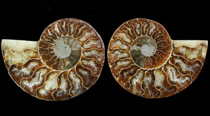 Sliced Fossil Ammonite Pair - Agatized #46496